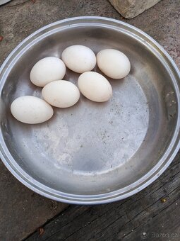 Indický běžec - 2