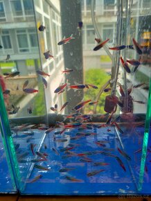neonka červená, mečovka, cichlida cacadu,jiné akvarijní ryby - 2