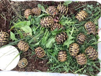Želva zelenavá - Testudo hermanii - 2