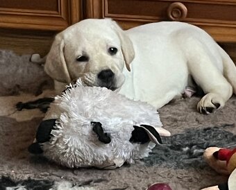 Labrador smetanový s PP (labradorský retriever, retriver)psi - 2