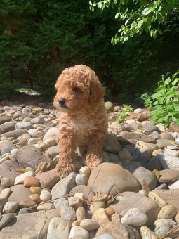 Maltipoo - 2