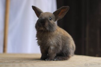 Sportovní králík s rodokmenem na králičí hop (i pro začáteč) - 2