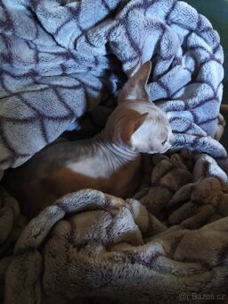 Sphynx koťátka - 2