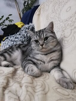 Krytí britským whiskas kocourem - 2