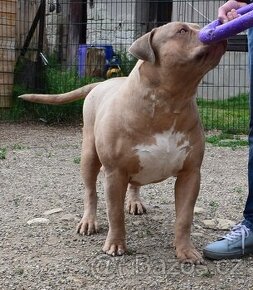 American bully xl-xxl (ABKC)-kryti - 2