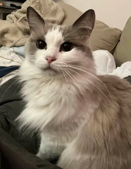 Ragdoll kočička (8let) hledá domov bez jiných zvířátek - 2