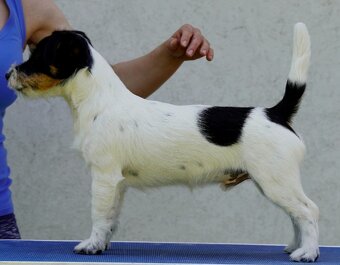 Jack Russell Terrier tricolor s PP FCI - 2