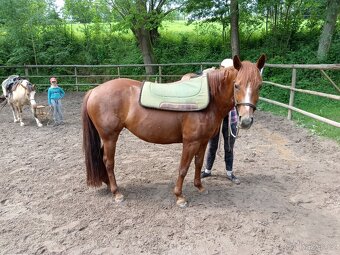 Kobylka Quarter horse kvh 148cm - 2