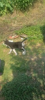Sibirsky husky.x malamut - 2