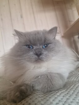 Ragdoll s rodokmenem Fife - 2