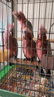 Kakadu růžový - 2