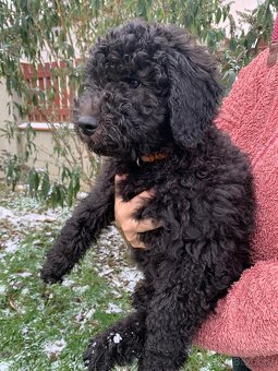 Štěně Labradoodle Draco - 2