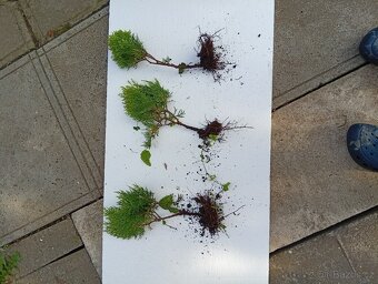 Thuje,rybíz keřový,kroucenou vrbu, japonské Sasanky,okrasnou - 2