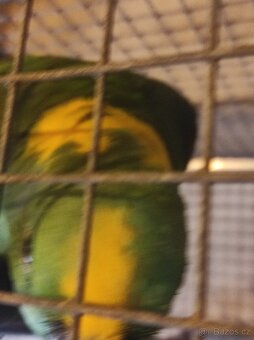 Amazoňan žlutokrky - 2