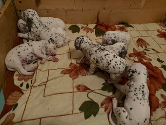 Štěně dalmatin - 2