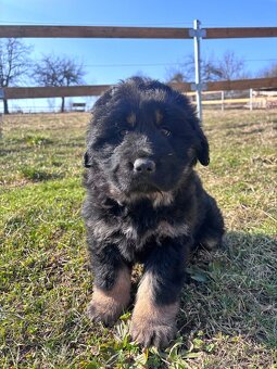 Tibetská doga štěňátka - 2