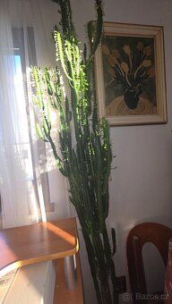 Euphorbia trigona - 2