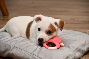 Jack Russell Terrier FCI - 2