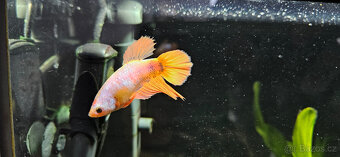 Betta Splendens - Bojovnice Pestra - samicka - 2