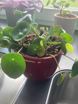 Pokojová rostlina pilea - 2