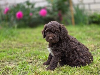 Italský vodní pes s PP - Lagotto romagnolo - 2