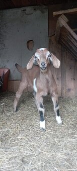 Nabízím k závaznému zamluvení anglonubíjska kůzlata bezrohé. - 2