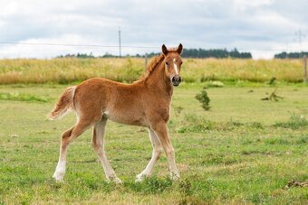 Welsh cob klisna - 2