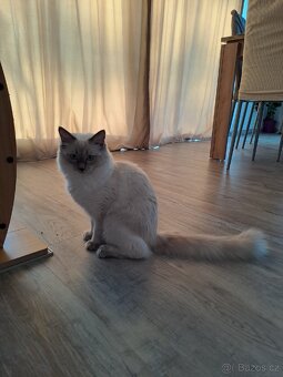 Ragdoll - 2