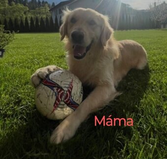 Zlatý retrívr / retriever - 2