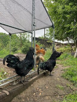 Ayam Cemani kohouti - 2