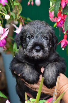 Knírač střední pepř a sůl, štěňata s PP - 2