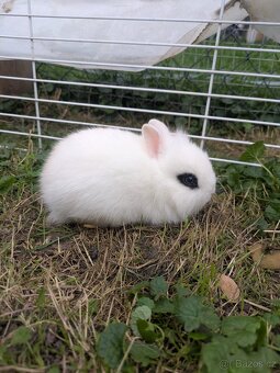 Teddy králík, zakrslý králík Teddy, zakrslý králík - 2