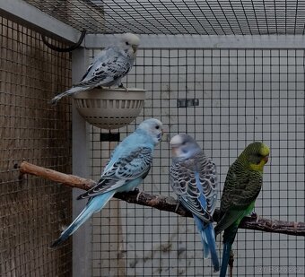 Andulky Blacwing - 2