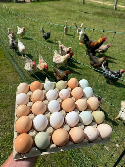 První jarní prodej kuřic 25.2.26 Velký Osek - 2