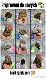 Krajta Královská Python regius Volná mláďata :) - 2