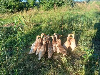 Kachny ruánské a saské - 2