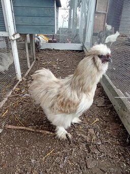 Mauve kohoutek hedvábnička USA - 2