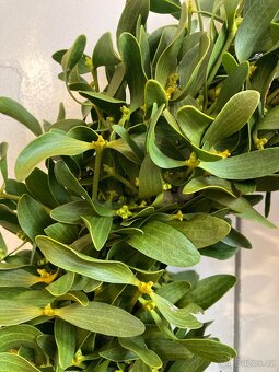 Věnec ze jmelí přírodní - 2