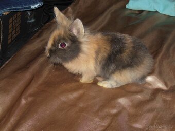 Zakrslý králíček Teddy - 2