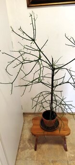 Pokojová rostlina: Pryšec - Euphorbia Tirucalli - 2