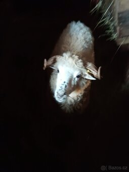 Česká Valaška březí - 2