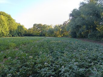 brambory k uskladnění - 2