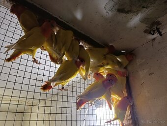 Agapornis lutino opalin - 2