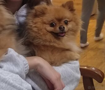 Pomeranian s PP - 2