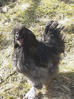 Kohout hedvábničky - 2