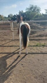 Prodám valacha  american paint horse - 2