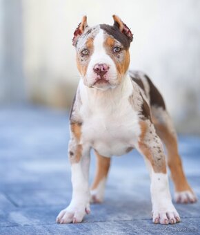 American bully xl, pitbull xxl merle tricolor - 2