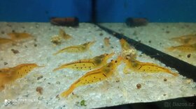 (NEDOSTUPNÉ ) Caridina tangerine tiger - 2