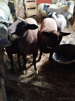 Zwartbles - 2