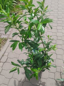 Rostliny - 2